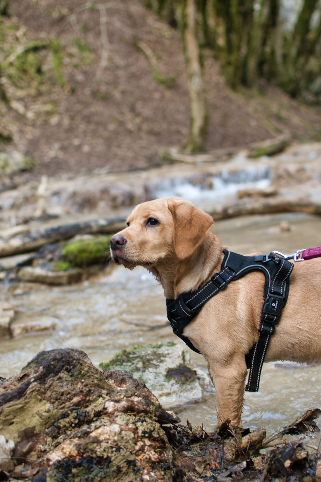The Role Of Regular Walks On Your Dog's Health